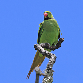 Echo Parakeet